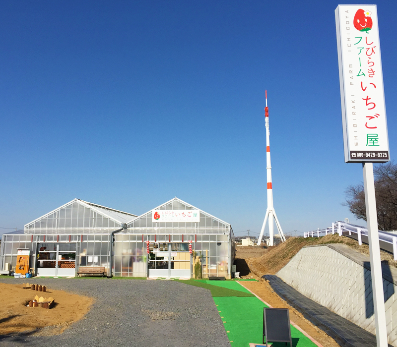 しびらきファーム いちご屋